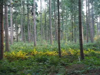 Vagevuurbos en Lippensgoed-Bulskampveld (België)